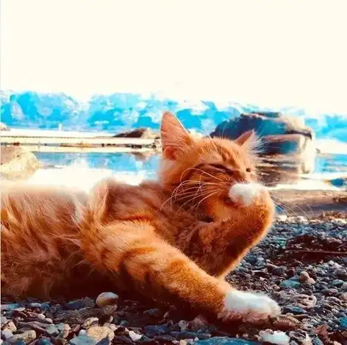 十橘九胖这只长成小松鼠的小奶猫,帅到突破天际绝对的冒险家一枚