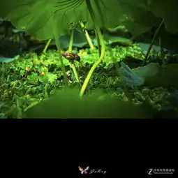深圳洪湖公园拍荷花,佳能大白2代初次试用图文