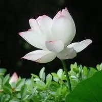 最美丽的荷花头像微信头像图片大全