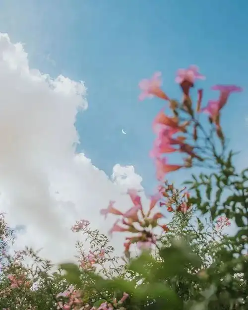 月遇从云,花遇和风,我又想你了