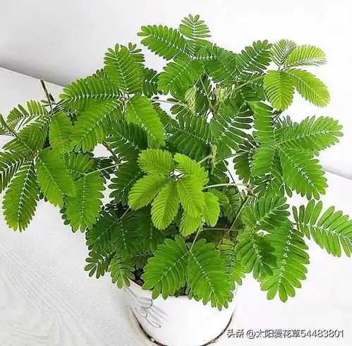 毒花家里放,花旺人不旺,5种小毒花,早搬走早省心兰花植物含羞草滴水观音网易订阅