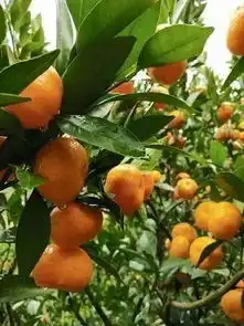 热烈庆祝湘西州成立62周年,永顺小溪的第一辆客车是这样过去的
