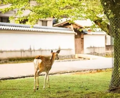 在奈良公园,怎么能躲开鹿咬咬咬咬咬屁股啊