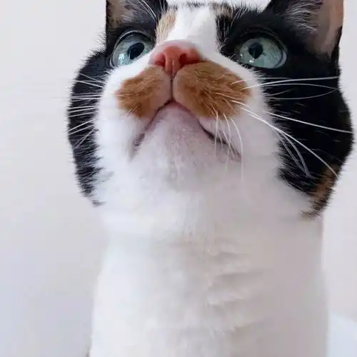 可爱的三花小猫,真的不是偷吃了花生酱吗