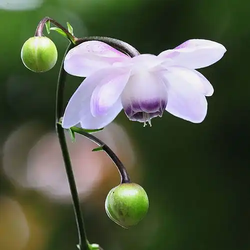 莲花升麻,很漂亮的植物,可惜只是日本独有堆糖,美图壁纸兴趣社区