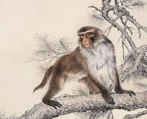 进入9月后,满天桃花,相思无止境,主动求和,与旧爱重逢,重回初见猴子