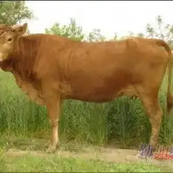 三元杂交育肥牛犊的价格小尾寒羊的格