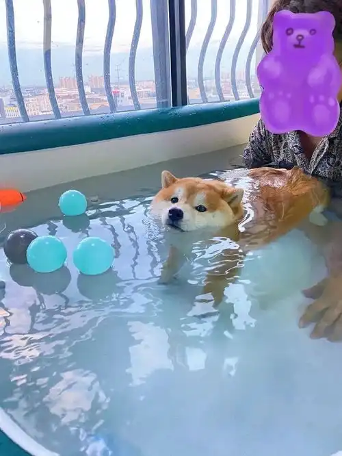 一组狗狗游泳头像,夏日氛围感拉满