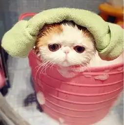 宠物趣闻怎样给小猫洗澡