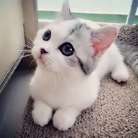 安爸告诉您小奶猫的喂养指南