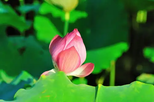 白莲花图片素材下载植物花草素材下的花卉图片素材