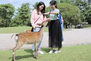 京都大阪丨四个追风少年的关西6日之旅