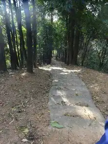 在未来,深圳这里有座世外桃源光明森林公园工程设计管理中心成立一周年成果展示