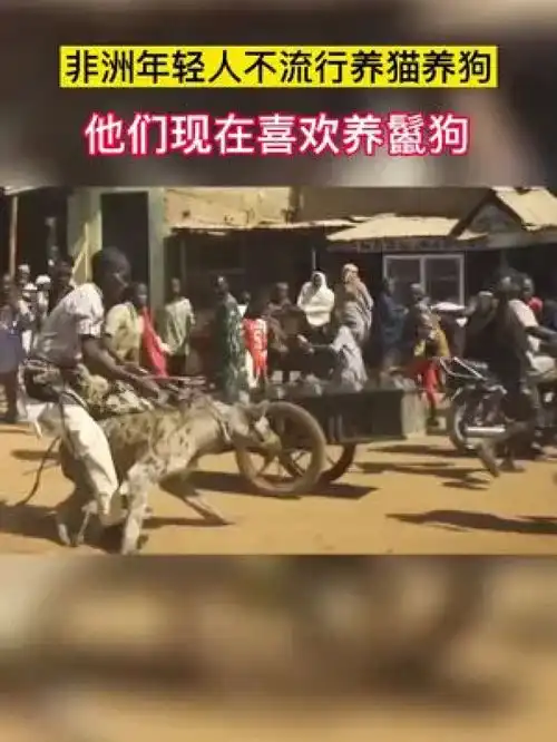 非洲年轻人人有多疯狂养鬣狗当宠物,年年打狂犬疫苗,否则一咬就领便当奇闻奇事奇闻异事涨知识科普令人震惊