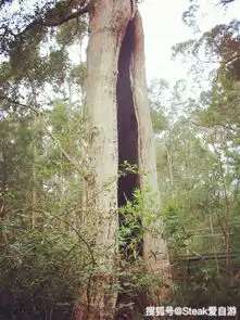 在巨人们的肩上漫步,参天大树中行走,西澳旅行日记