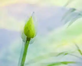 试用多重曝光功能拍荷花