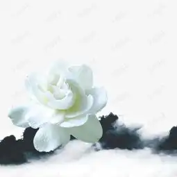 白百合花素材图片免费下载高清效果元素psd千库网图片编号7578667