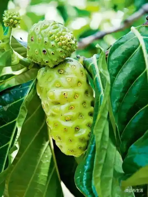 世上最丑的神秘水果,竟然受到这么多人的追捧,北京中医药大学李主任医师现场剖析世上最丑神秘果实