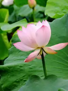 华岩寺赏荷花
