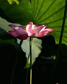 荷花大逆光奇妙专辑巡逻兵487