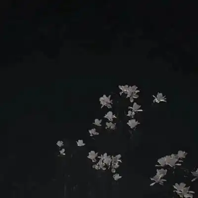 ins暗黑系简约微信头像图片大全可爱点