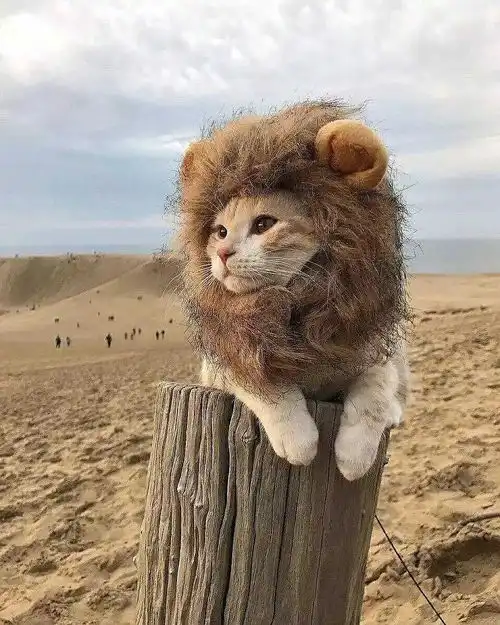 测试一个超长简介的文章