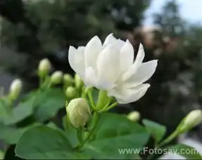 求与茉莉花有关的qq头像