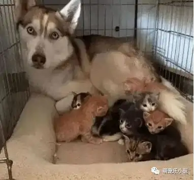 橘猫生了10只小奶猫,哈士奇天天帮忙带孩子,铲屎官很欣慰