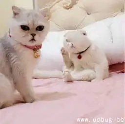 抖音刘二豆妈分手是怎么回事刘二豆妈是谁