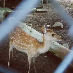 奈良鹿宝宝见面会