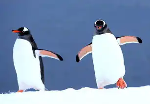 南极冰雪中的企鹅专辑飞行军2001
