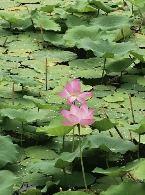 接龙天津美翻荷塘大赏接住好运莲莲