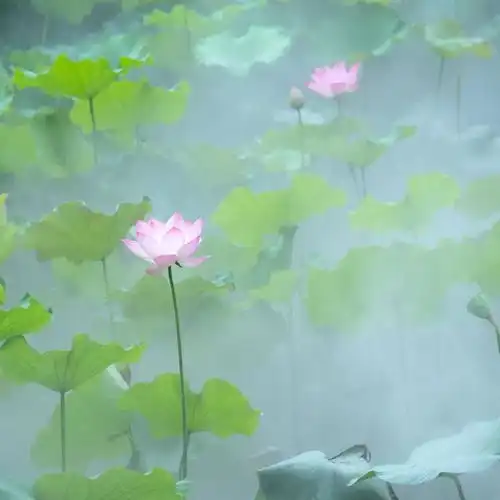 荷醉了