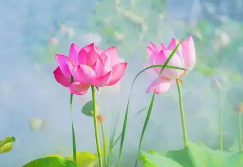 天生命里藏金的3大生肖女,一辈子不愁钱花,有你生肖吗