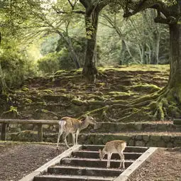 谁说去奈良公园只能喂鹿被顶撞那是因为你走得不够深入,奈良旅游攻略