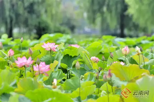 保山昌宁夏至已至荷盛开
