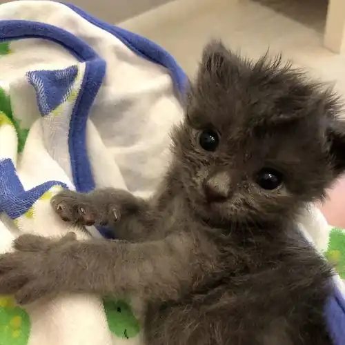 顶着莫西干头的小奶猫,真是太可爱了