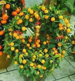 家里种这些植物最旺财