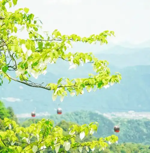 上春山,寻花路眉山洪雅吹暖春游文旅新活力