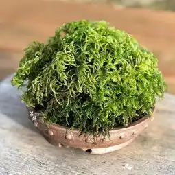 养一盆青苔,禅意清远