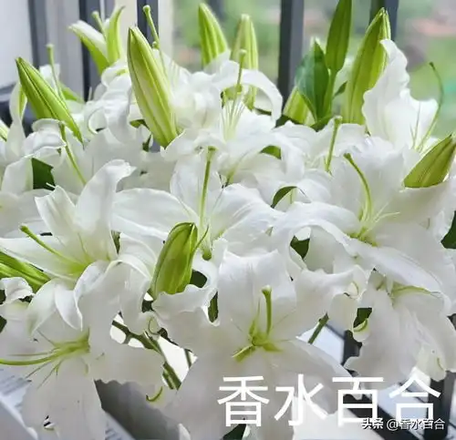 香水百合的头条主页今日头条