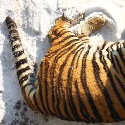 十只橘猫九只胖还有一只特别胖东北虎老虎