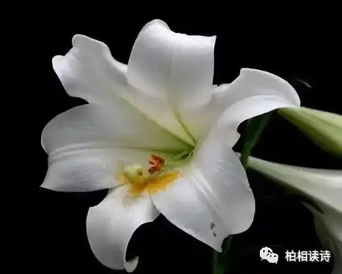 成路伪装成一具不会动弹的尸体