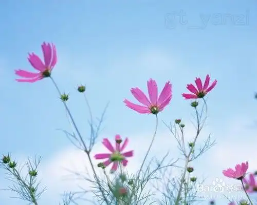 photoshop基础入门教程之ps缩放工具缩放图像