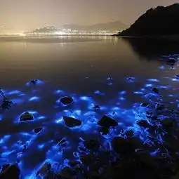 马来西亚不止有光怪陆离的神奇生物,还有美到窒息的蓝眼泪