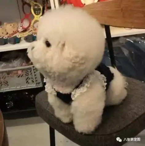 主人帮比熊梳毛,结果它可爱的样子把网友萌翻了