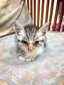 岁月这把无情刀,糊了暹罗的毛,肥了橘猫的腰