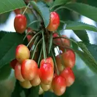 卡通樱桃水果微信头像微信头像图片大全