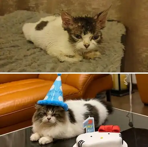 路边捡到一只丑到没猫样的小奶猫,结果长大后却美得出人意料