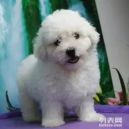 卖健康宠物好养是硬道理精品比熊犬90天包退换